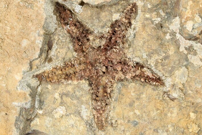 Ordovician Starfish (Petraster?) Fossil - Morocco #193717